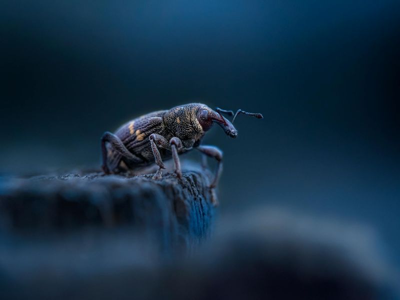 A large detailed shot of a kettlebell on a dark floor.